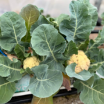 Continúa la producción de plantines en el vivero de Sol Puntano