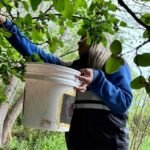 Acciones sanitarias en cinco localidades avanzan en el combate contra la mosca de los frutos 
