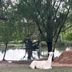 La Granja Productiva Demostrativa ‘Cruz de Piedra’ sumó una llama a su establecimiento